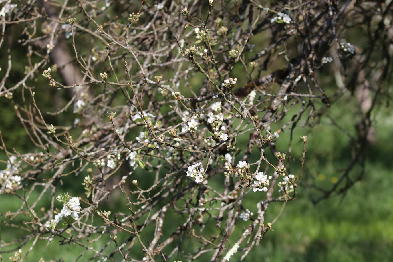Te acercamos las imágenes de Asturias que este año apenas podemos disfrutar a causa de la terrible pandemia que azota nuestro país. 