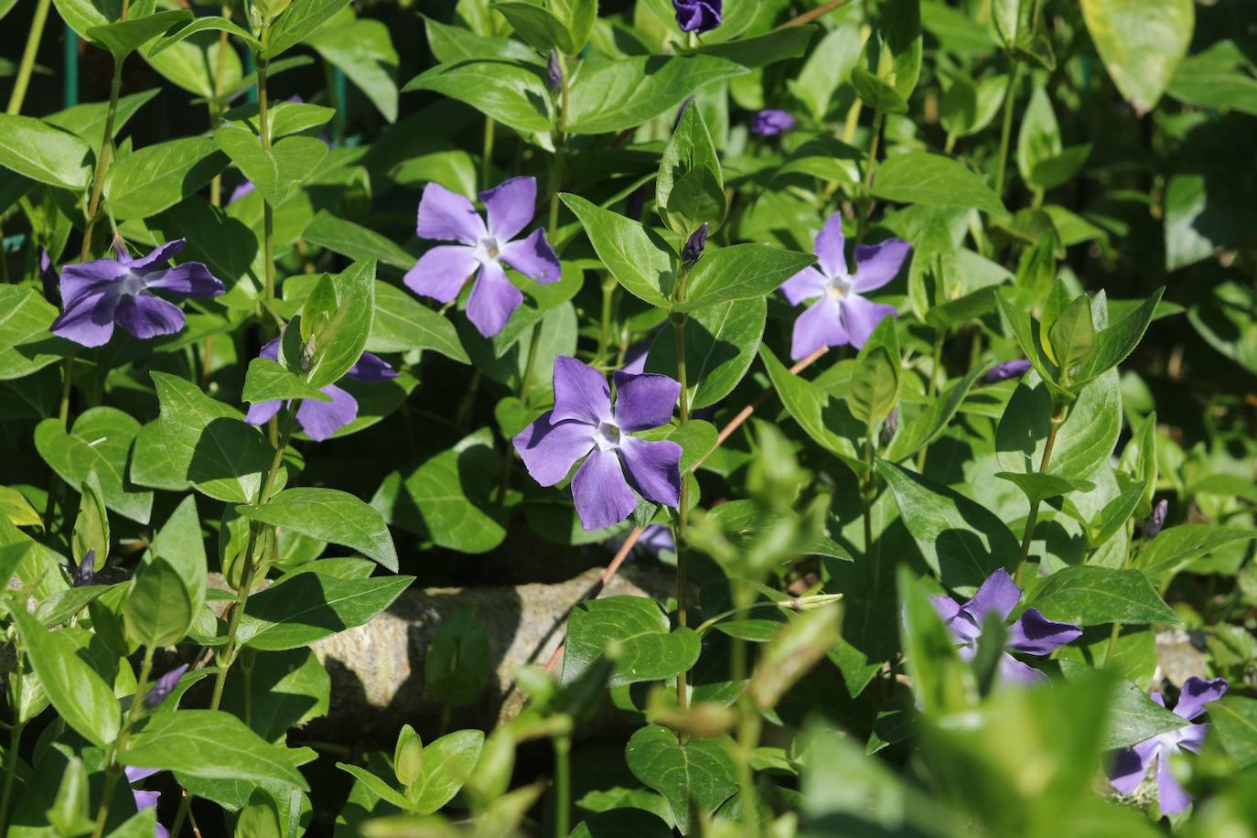 Te acercamos las imágenes de Asturias que este año apenas podemos disfrutar a causa de la terrible pandemia que azota nuestro país. 