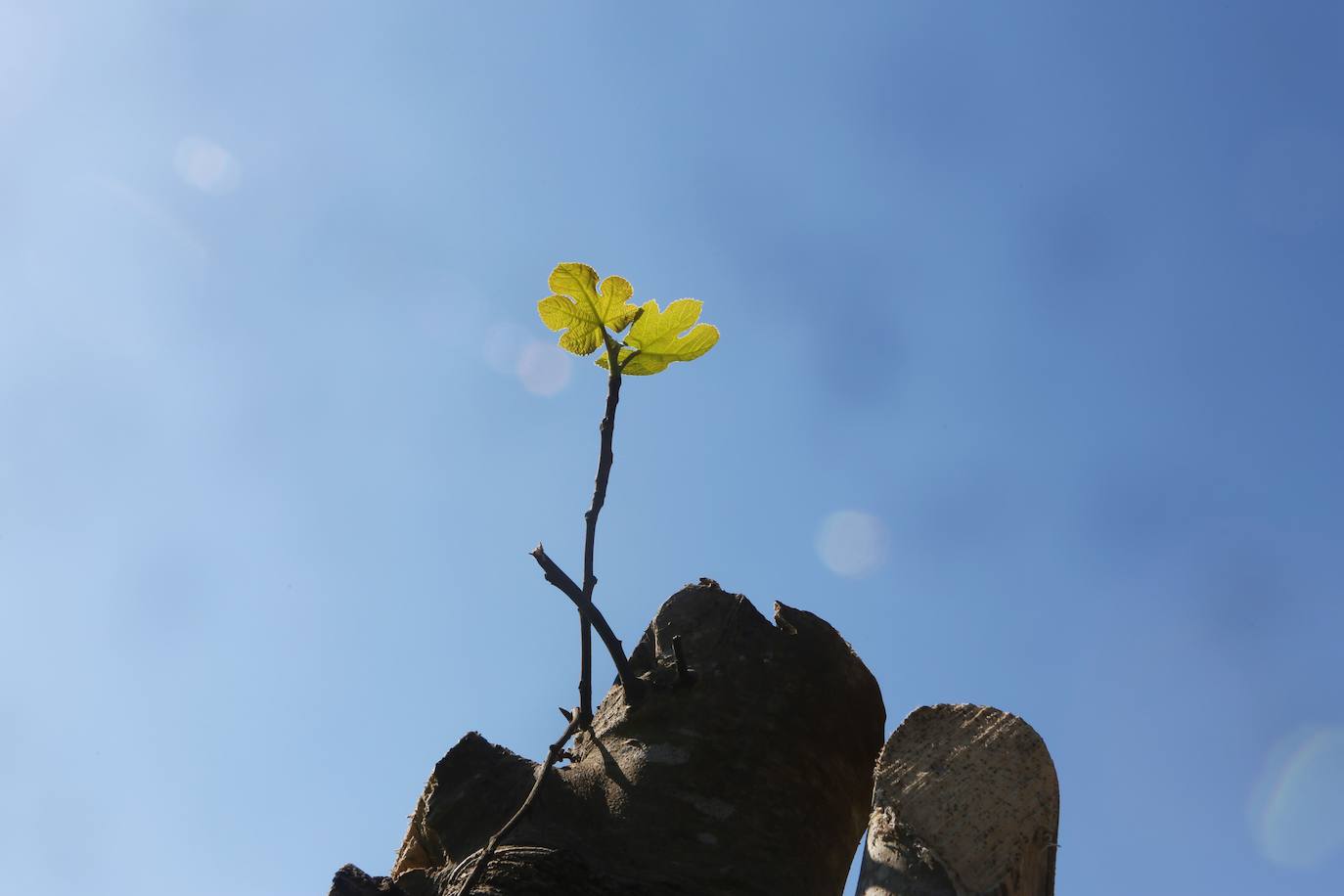 Te acercamos las imágenes de Asturias que este año apenas podemos disfrutar a causa de la terrible pandemia que azota nuestro país. 