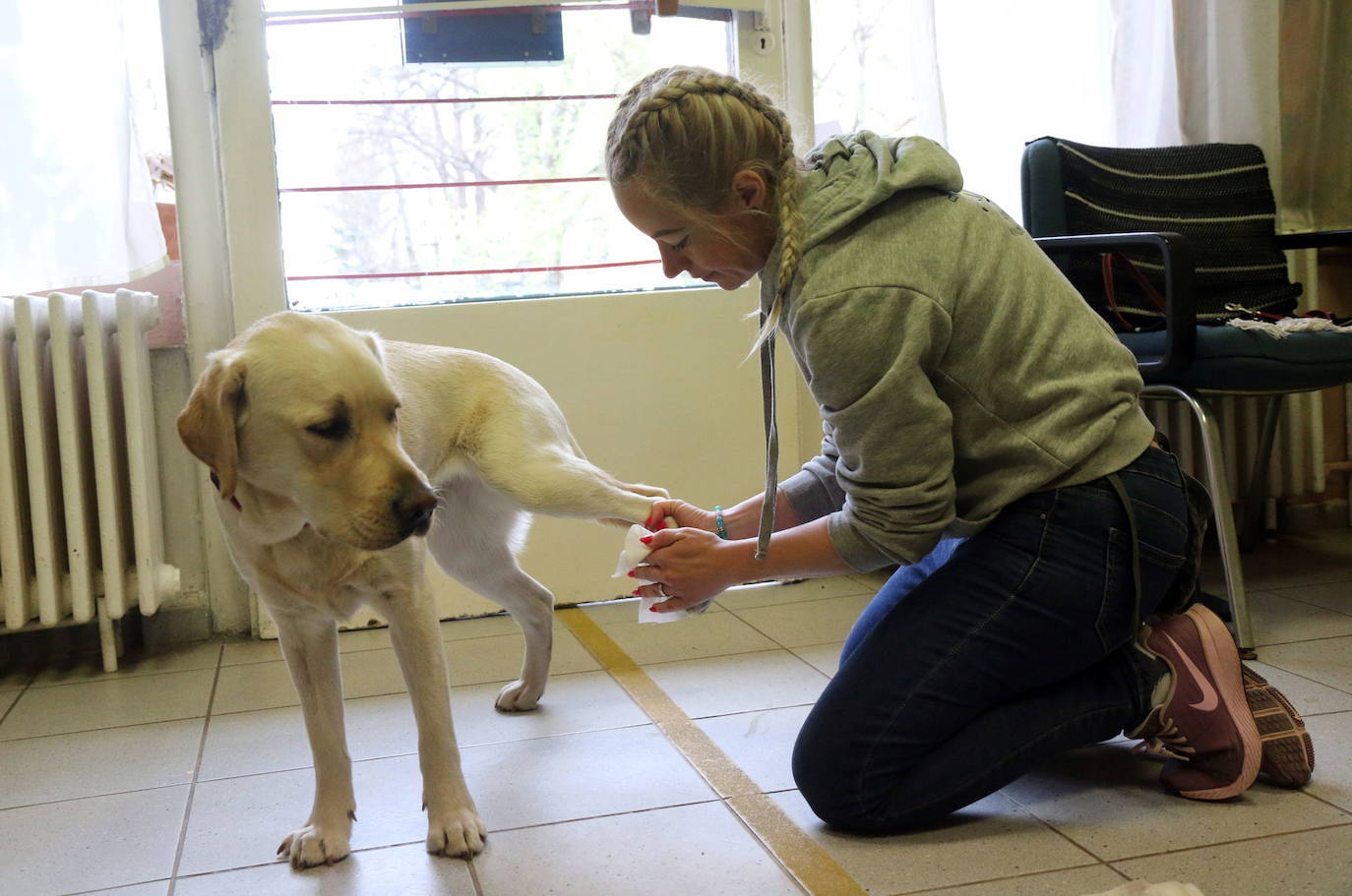 La Organización Mundial de la Salud (OMS) ha confirmado que los animales no transmiten el temido coronavirus y a día de hoy, tener un perro se ha convertido en la envidia del vecindario al poder salir a la calle a pasearlo. La crisis del Covid-19 deja imágenes tan curiosas como estas del mundo animal.
