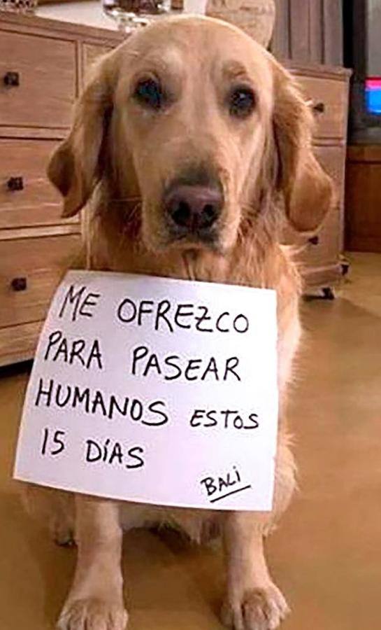 La Organización Mundial de la Salud (OMS) ha confirmado que los animales no transmiten el temido coronavirus y a día de hoy, tener un perro se ha convertido en la envidia del vecindario al poder salir a la calle a pasearlo. La crisis del Covid-19 deja imágenes tan curiosas como estas del mundo animal.