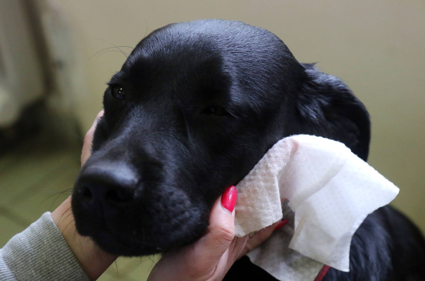 La Organización Mundial de la Salud (OMS) ha confirmado que los animales no transmiten el temido coronavirus y a día de hoy, tener un perro se ha convertido en la envidia del vecindario al poder salir a la calle a pasearlo. La crisis del Covid-19 deja imágenes tan curiosas como estas del mundo animal.