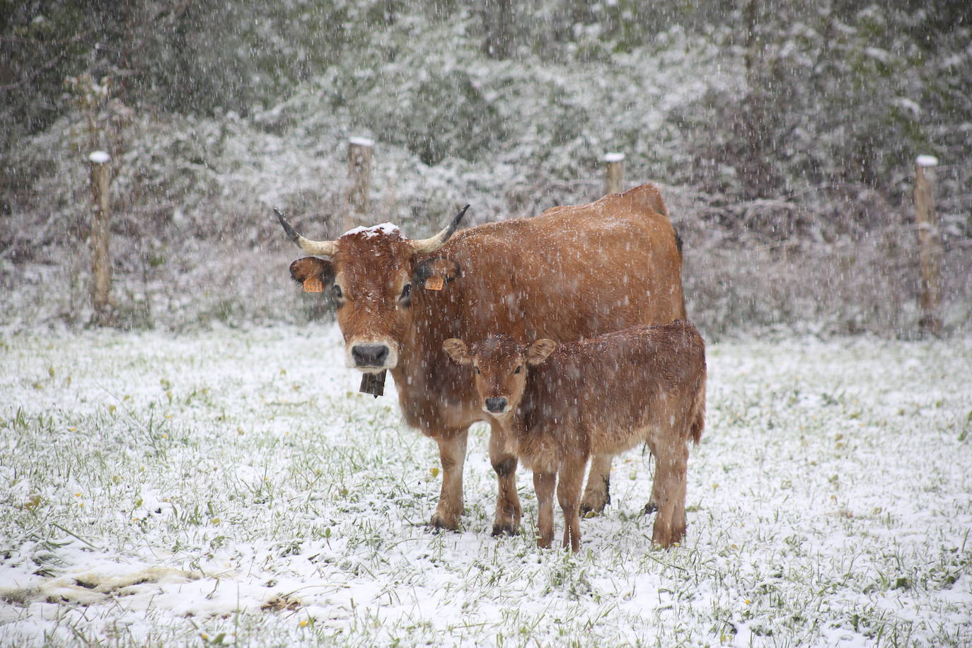 Marzo se despide dejando una imagen poco habitual durante la primavera. Parte del Principado de Asturias ha amanecido bajo un manto de nieve y la previsión meteorológica es que continúe nevando durante la jornada del martes. 