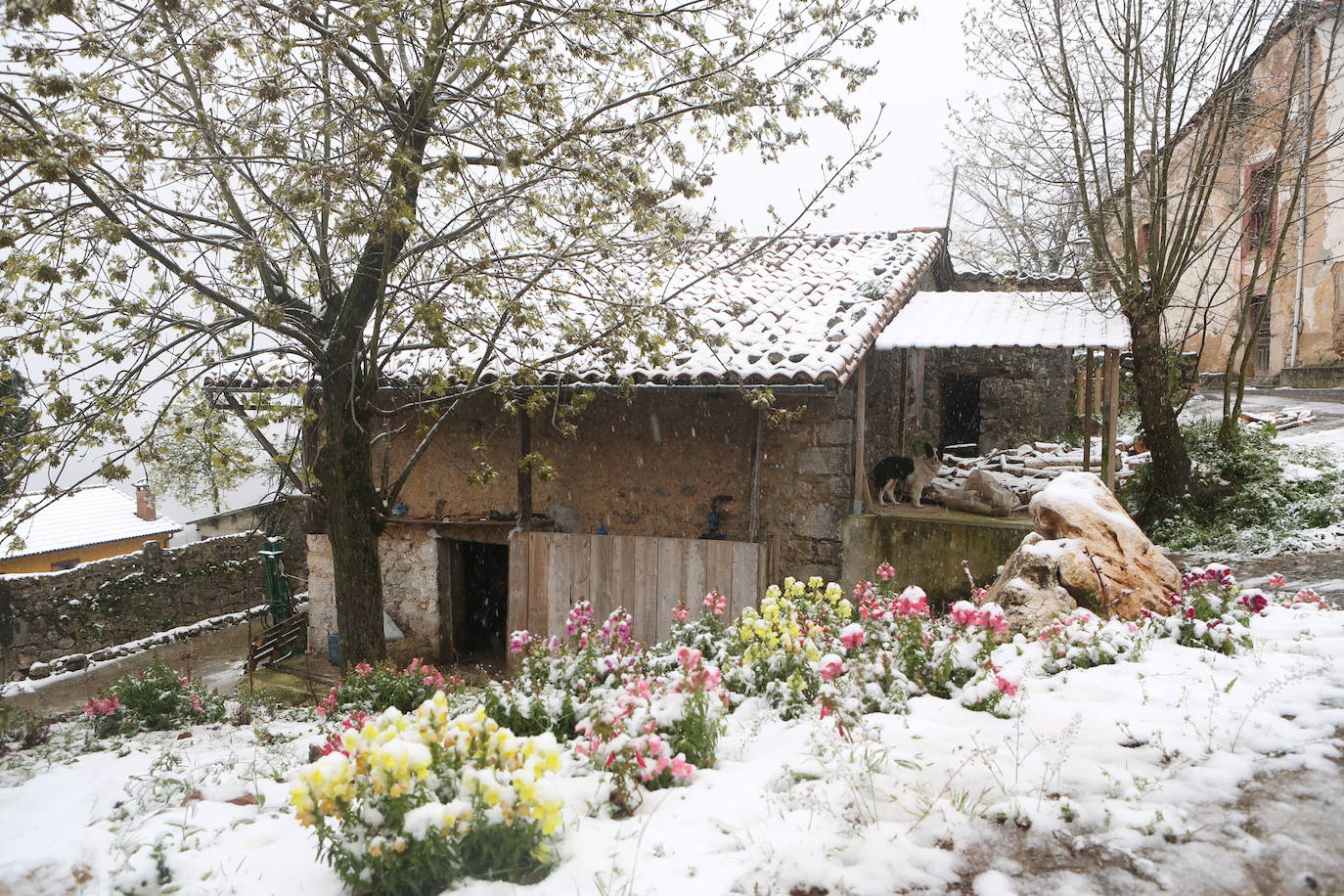 Marzo se despide dejando una imagen poco habitual durante la primavera. Parte del Principado de Asturias ha amanecido bajo un manto de nieve y la previsión meteorológica es que continúe nevando durante la jornada del martes. 