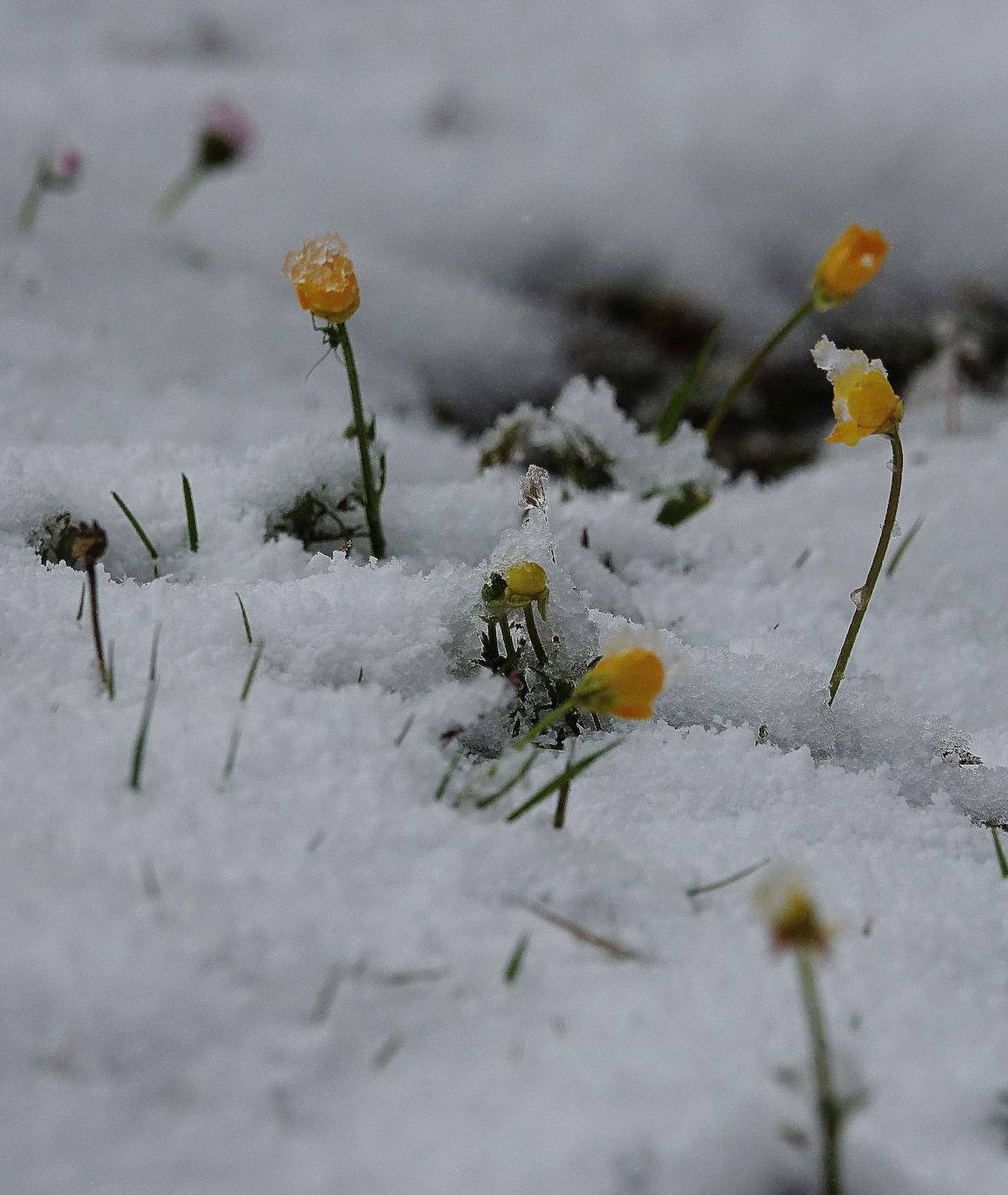 Marzo se despide dejando una imagen poco habitual durante la primavera. Parte del Principado de Asturias ha amanecido bajo un manto de nieve y la previsión meteorológica es que continúe nevando durante la jornada del martes. 