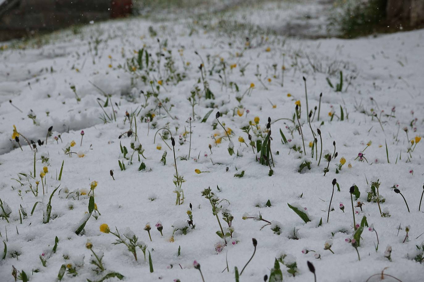 Marzo se despide dejando una imagen poco habitual durante la primavera. Parte del Principado de Asturias ha amanecido bajo un manto de nieve y la previsión meteorológica es que continúe nevando durante la jornada del martes. 
