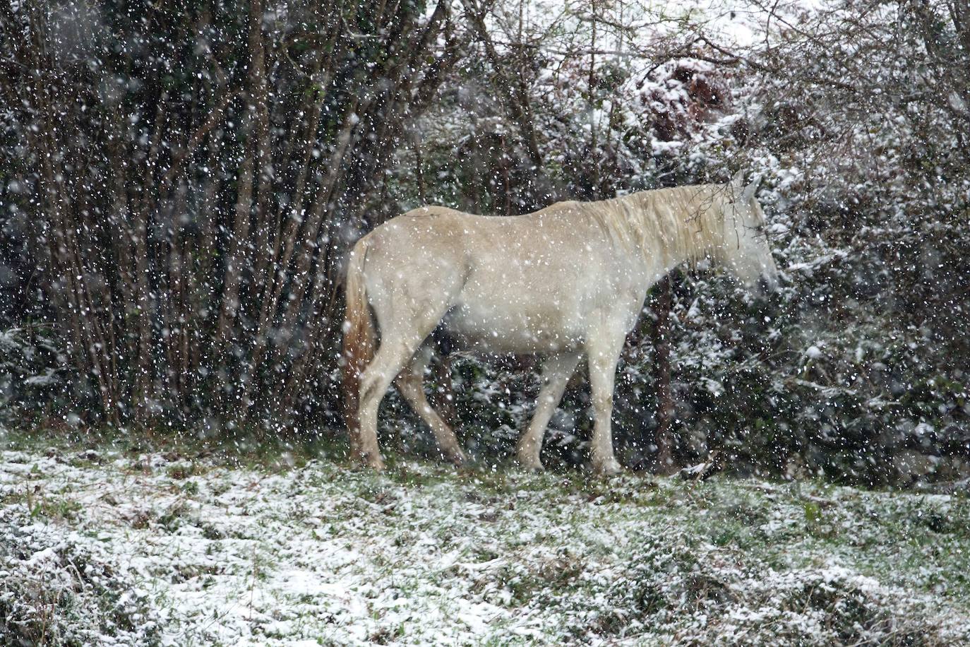 Marzo se despide dejando una imagen poco habitual durante la primavera. Parte del Principado de Asturias ha amanecido bajo un manto de nieve y la previsión meteorológica es que continúe nevando durante la jornada del martes. 
