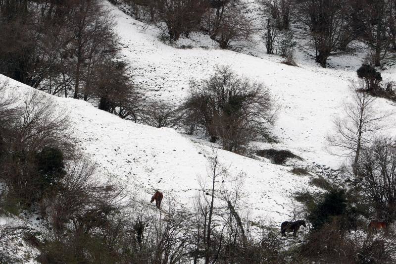 La recién estrenada primavera deja en la región una de esas nevadas que invitan a disfrutar del paisaje. Pese a que la mayoría de los asturianos la han vivido desde el confinamiento por el coronavirus, EL COMERCIO les invita a hacer un recorrido por las mejores estampas blancas de la región. 