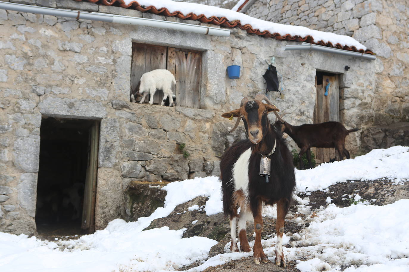 La recién estrenada primavera deja en la región una de esas nevadas que invitan a disfrutar del paisaje. Pese a que la mayoría de los asturianos la han vivido desde el confinamiento por el coronavirus, EL COMERCIO les invita a hacer un recorrido por las mejores estampas blancas de la región. 