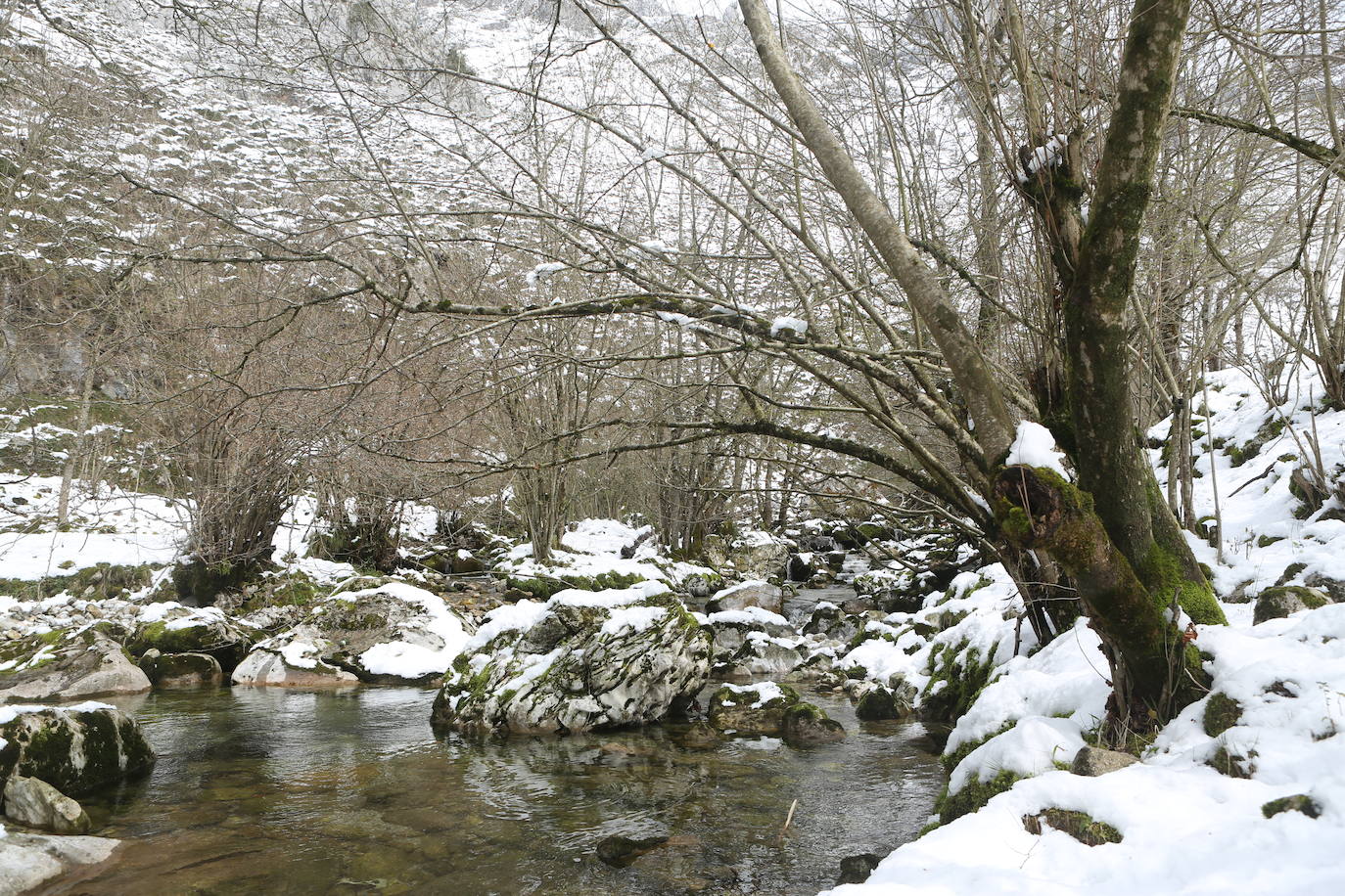 La recién estrenada primavera deja en la región una de esas nevadas que invitan a disfrutar del paisaje. Pese a que la mayoría de los asturianos la han vivido desde el confinamiento por el coronavirus, EL COMERCIO les invita a hacer un recorrido por las mejores estampas blancas de la región. 