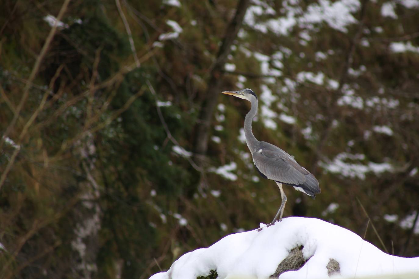 La recién estrenada primavera deja en la región una de esas nevadas que invitan a disfrutar del paisaje. Pese a que la mayoría de los asturianos la han vivido desde el confinamiento por el coronavirus, EL COMERCIO les invita a hacer un recorrido por las mejores estampas blancas de la región. 