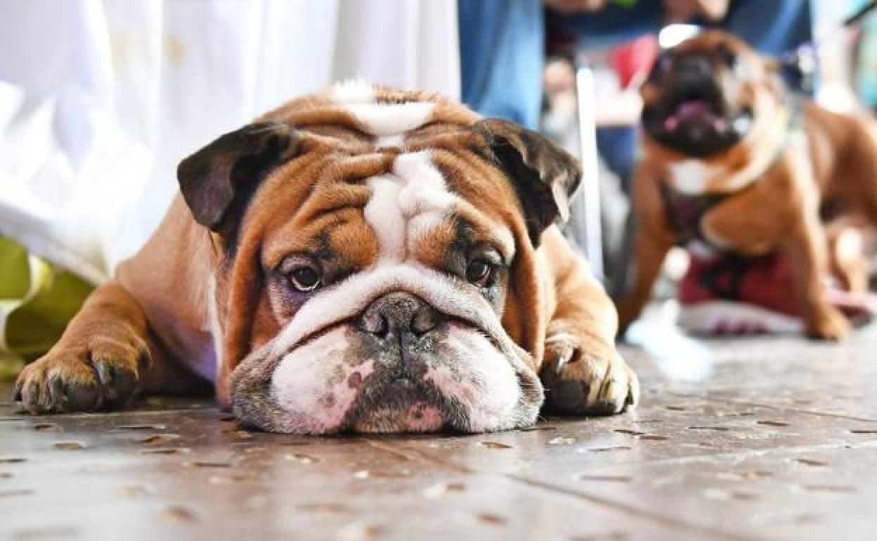 Prohibido pasear al perro a más de doscientos metros de casa y suspendidas las bodas civiles