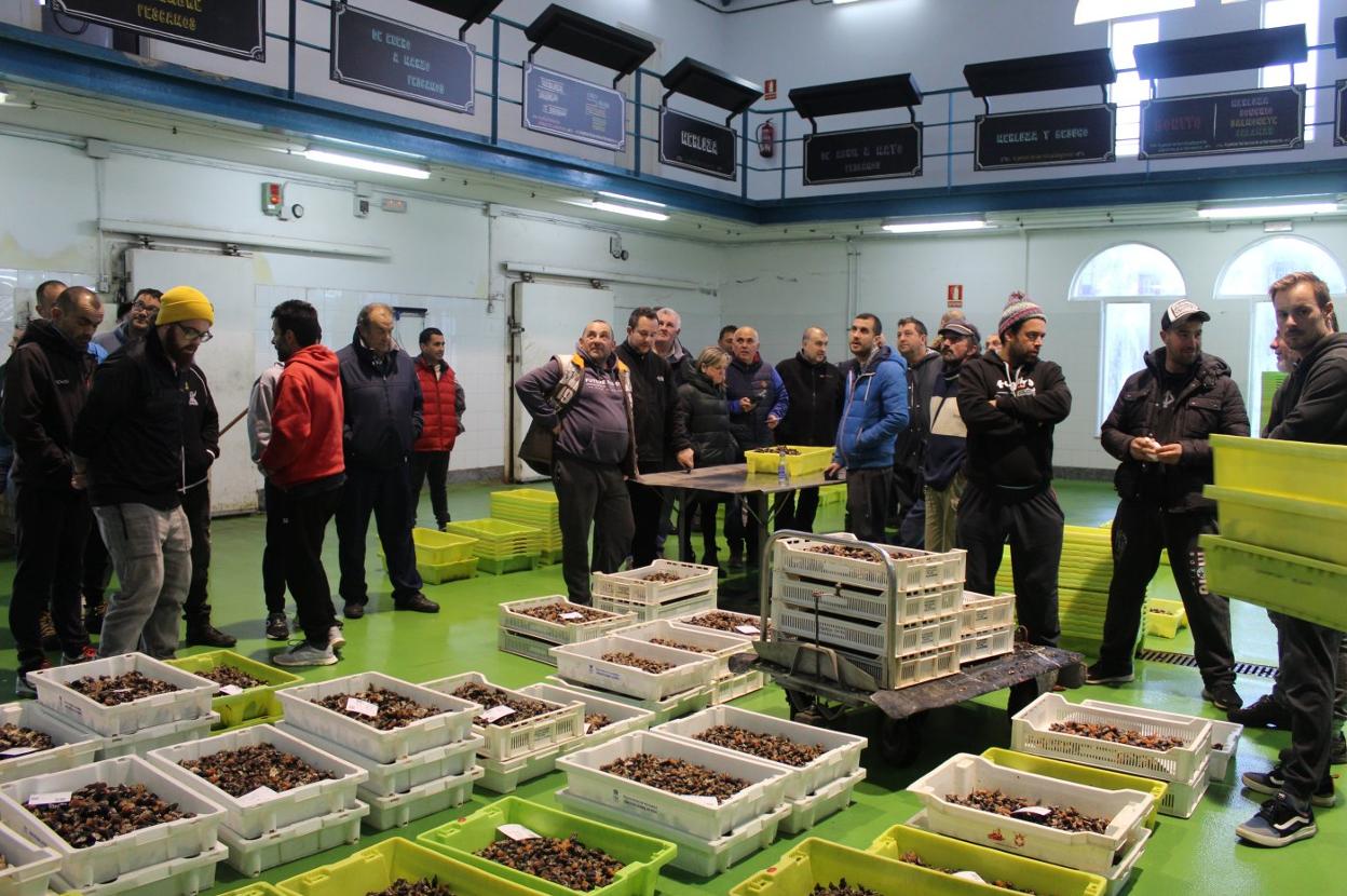 Una subasta de percebe, en la rula de Puerto de Vega, el pasado mes de diciembre. 