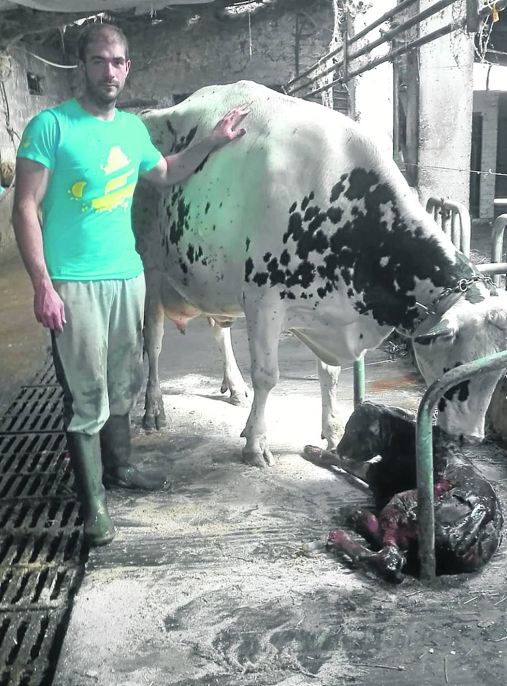 Corniella. Pablo Bueno, con Mireya, una de sus vacas, y el fruto de su tercer parto, un macho. La comercialización de los terneros de frixona se topa con el cierre de los mercados de ganado.