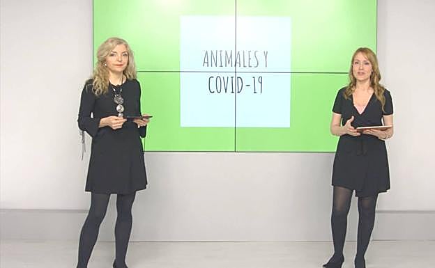 Los animales y el estado de alarma.