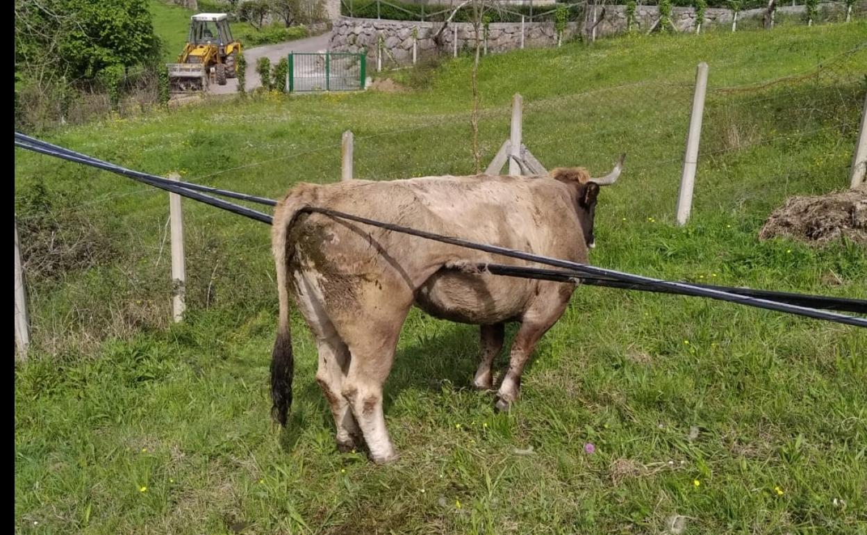 El animal atrapado por los cables caídos en una finca de Sames. 