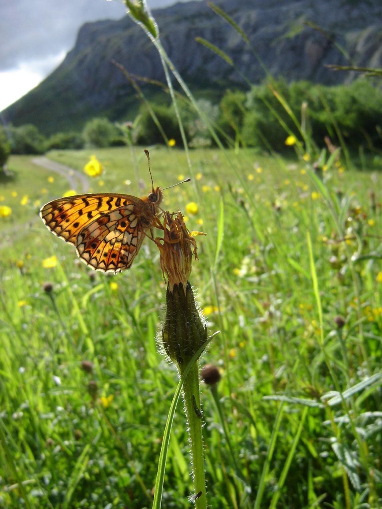 Perlada Castaña. La Clossiana selene es una mariposa propia de prados de siega, como este de la zona de Pandébano. 