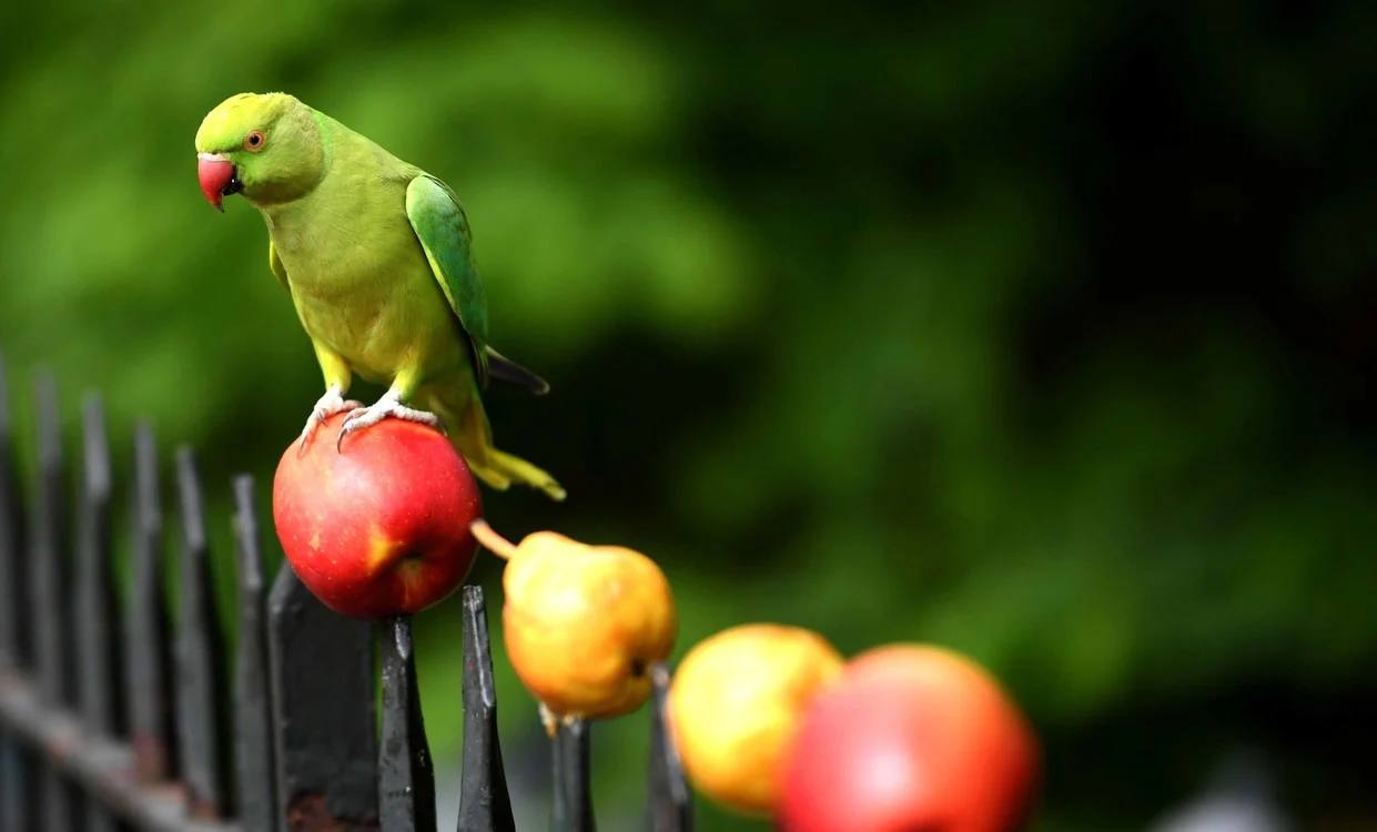 Los animales 'se saltan' la cuarentena y empiezan a tomar las ciudades de muchos países