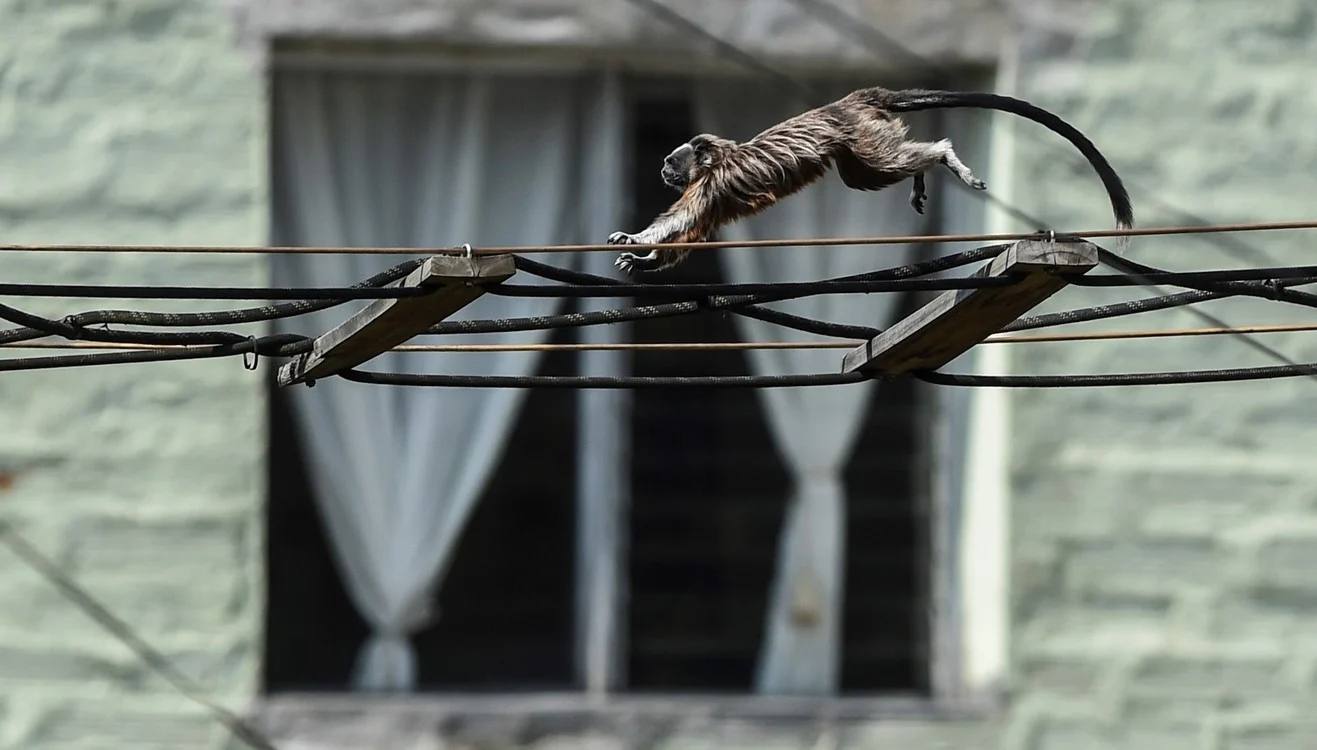 Los animales 'se saltan' la cuarentena y empiezan a tomar las ciudades de muchos países