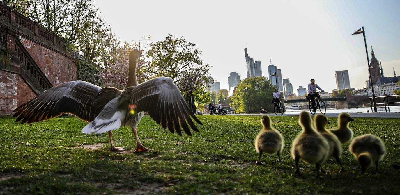 Los animales 'se saltan' la cuarentena y empiezan a tomar las ciudades de muchos países
