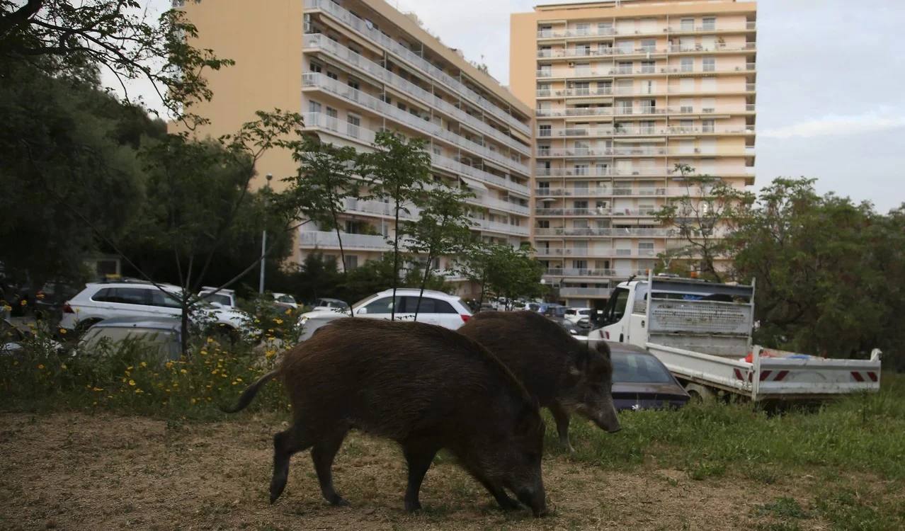Los animales 'se saltan' la cuarentena y empiezan a tomar las ciudades de muchos países