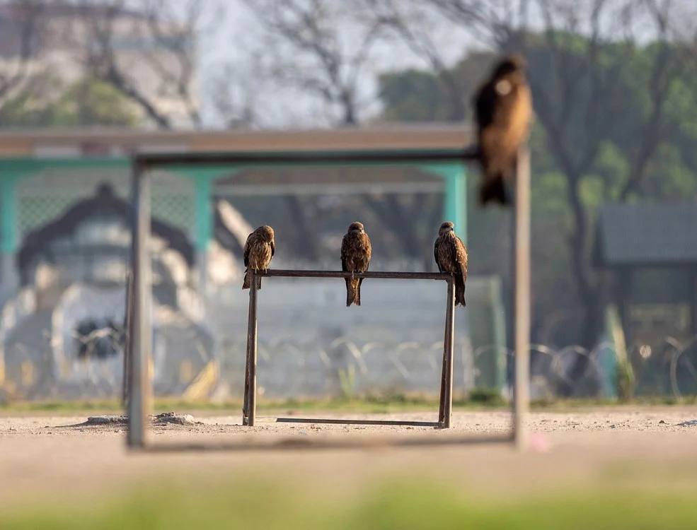 Los animales 'se saltan' la cuarentena y empiezan a tomar las ciudades de muchos países