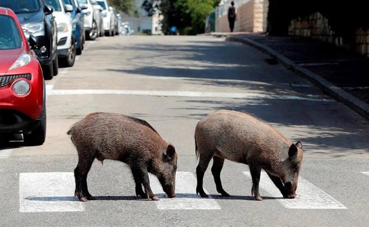 Los animales campan a sus anchas en las ciudades de muchos países