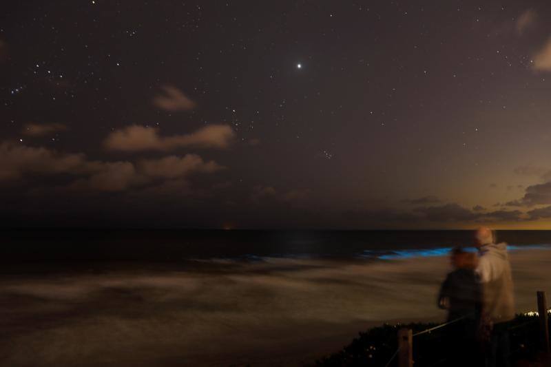 Las algas bioluminiscentes brillan entre las olas de las playas de California y del Caribe, desprendiendo luz con el movimiento. Las autoridades señalan que este hecho puede deberse a la tranquilidad del mar ante la ausencia de turistas.