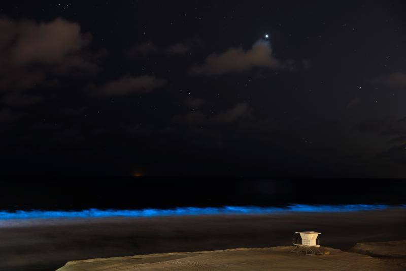 Las algas bioluminiscentes brillan entre las olas de las playas de California y del Caribe, desprendiendo luz con el movimiento. Las autoridades señalan que este hecho puede deberse a la tranquilidad del mar ante la ausencia de turistas.
