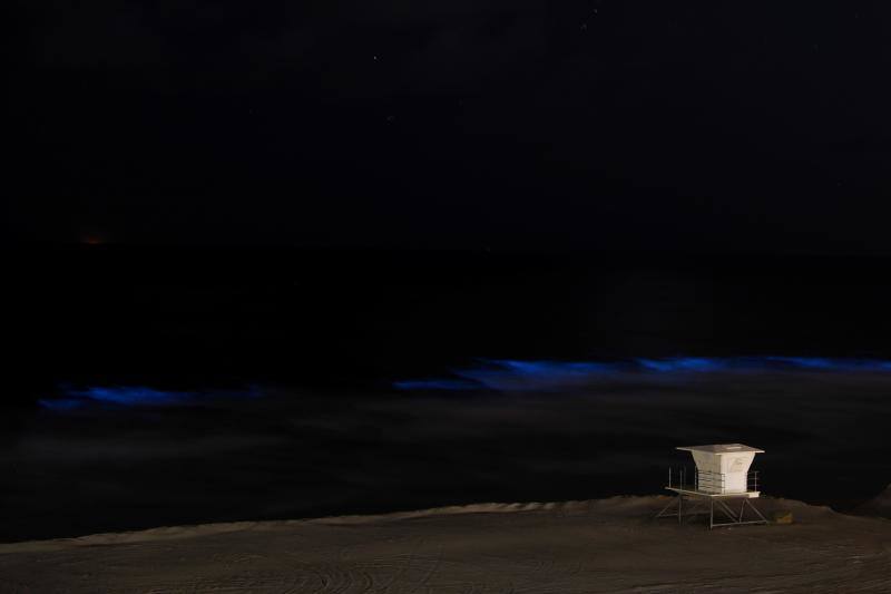 Las algas bioluminiscentes brillan entre las olas de las playas de California y del Caribe, desprendiendo luz con el movimiento. Las autoridades señalan que este hecho puede deberse a la tranquilidad del mar ante la ausencia de turistas.