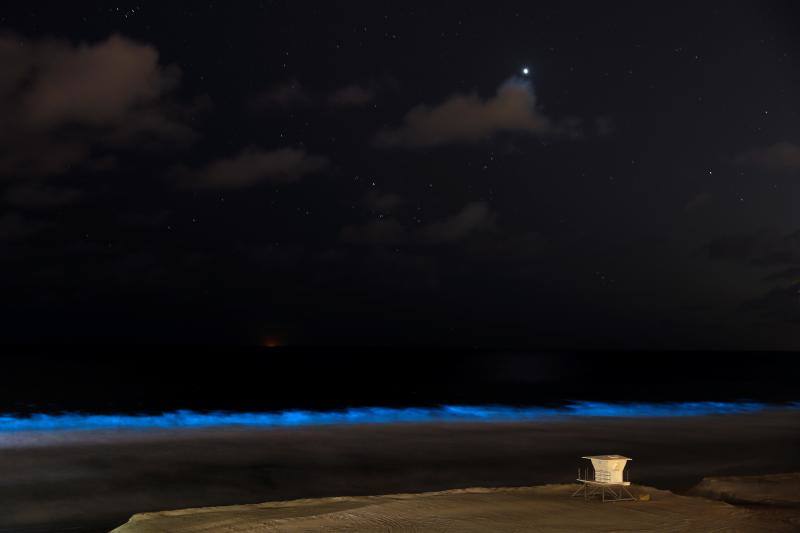 Las algas bioluminiscentes brillan entre las olas de las playas de California y del Caribe, desprendiendo luz con el movimiento. Las autoridades señalan que este hecho puede deberse a la tranquilidad del mar ante la ausencia de turistas.