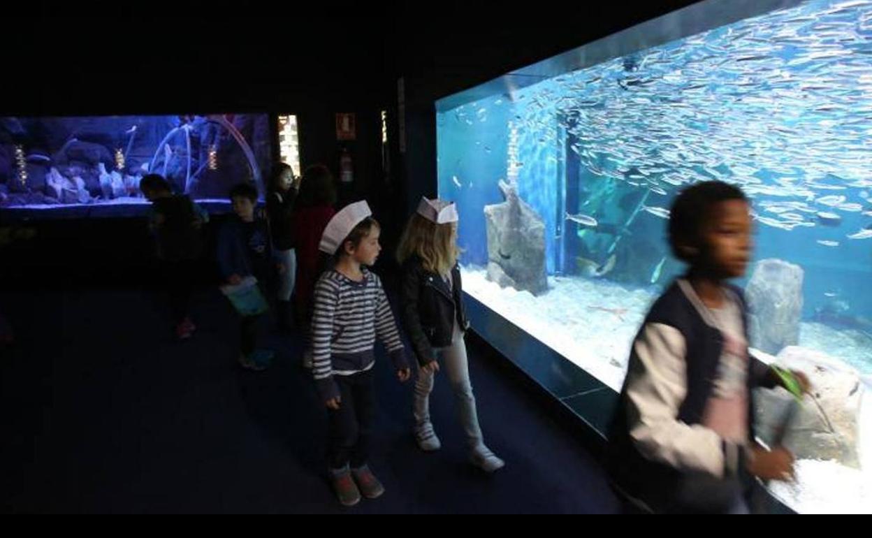 El Acuario de Gijón entra en la Asociación ibérica de zoos y acuarios