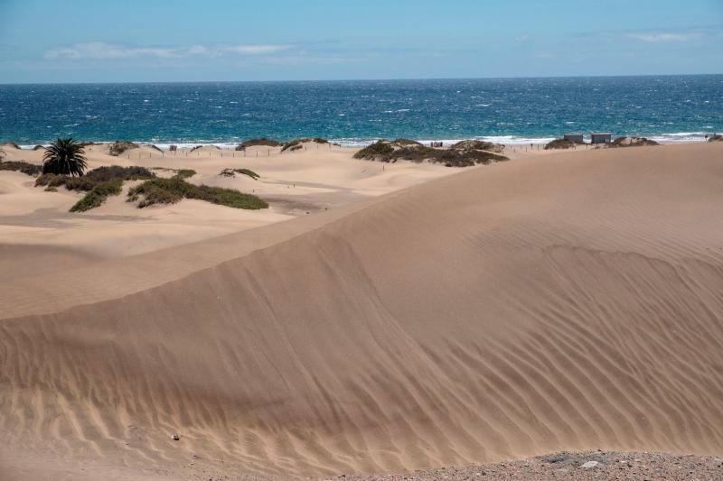 La ausencia de transeúntes por las dunas de Maspalomas como consecuencia del cofinamiento por el coronavirus permite una recuperación de procesos ecológicos en ese hábitat más rápida de lo habitual. Miguel Ángel Peña, director técnico del proyecto Masdunas, indica que la falta de actividad humana también ha favorecido que este ambicioso trabajo ofrezca resultados positivos a mayor velocidad de la esperada.