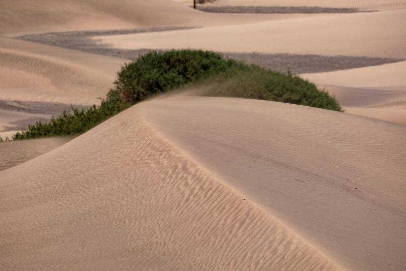 La ausencia de transeúntes por las dunas de Maspalomas como consecuencia del cofinamiento por el coronavirus permite una recuperación de procesos ecológicos en ese hábitat más rápida de lo habitual. Miguel Ángel Peña, director técnico del proyecto Masdunas, indica que la falta de actividad humana también ha favorecido que este ambicioso trabajo ofrezca resultados positivos a mayor velocidad de la esperada.