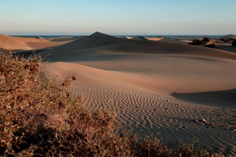 La ausencia de transeúntes por las dunas de Maspalomas como consecuencia del cofinamiento por el coronavirus permite una recuperación de procesos ecológicos en ese hábitat más rápida de lo habitual. Miguel Ángel Peña, director técnico del proyecto Masdunas, indica que la falta de actividad humana también ha favorecido que este ambicioso trabajo ofrezca resultados positivos a mayor velocidad de la esperada.