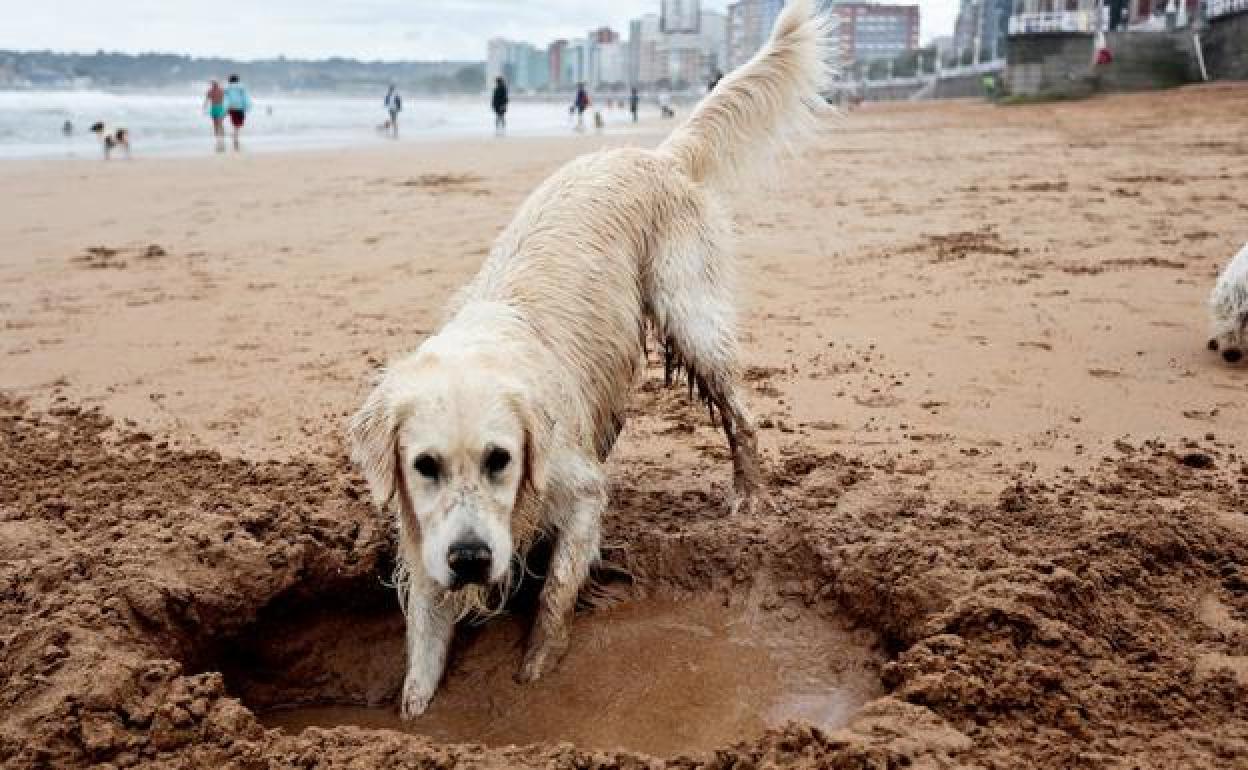 Lo que la OMS sabe sobre el contagio de Covid-19 en gatos y otras mascotas