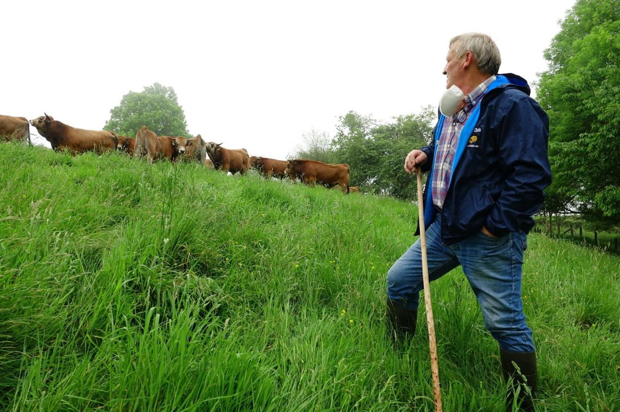 Paco Cueto es uno de los técnicos de Aseamo encargados de vigilar a los terneros en Viyao. 