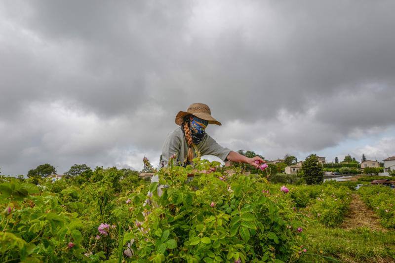 Se trata de la rosa 'Centifolia' cuyos cultivos en esta localidad francesa, son muy apreciados por grandes perfumistas por su calidad. Su recogida implica un proceso tan exhaustivo como delicado con el que se busca mantener las propiedades óptimas de las flores conservando así su intensa esencia. 