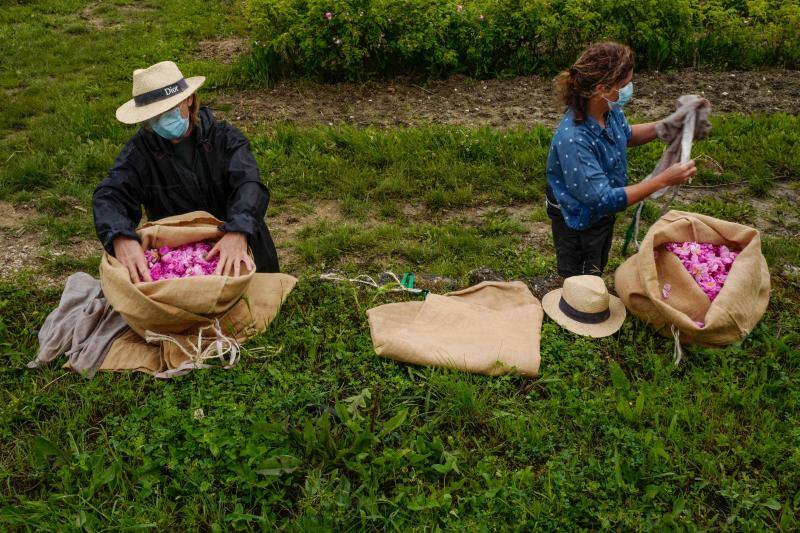 Se trata de la rosa 'Centifolia' cuyos cultivos en esta localidad francesa, son muy apreciados por grandes perfumistas por su calidad. Su recogida implica un proceso tan exhaustivo como delicado con el que se busca mantener las propiedades óptimas de las flores conservando así su intensa esencia. 