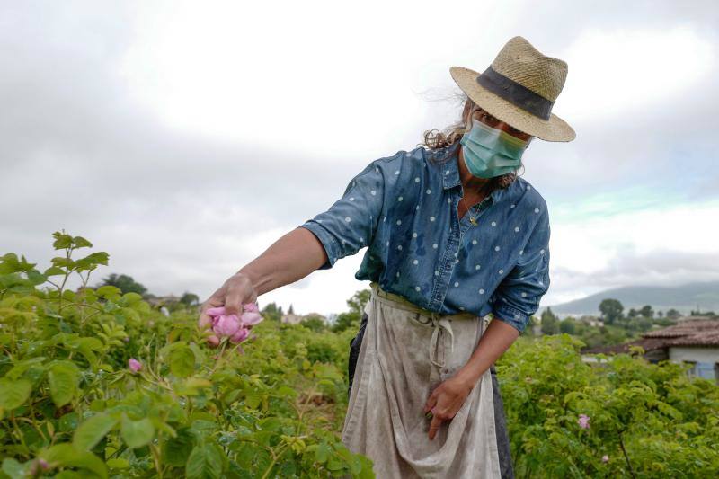 Se trata de la rosa 'Centifolia' cuyos cultivos en esta localidad francesa, son muy apreciados por grandes perfumistas por su calidad. Su recogida implica un proceso tan exhaustivo como delicado con el que se busca mantener las propiedades óptimas de las flores conservando así su intensa esencia. 