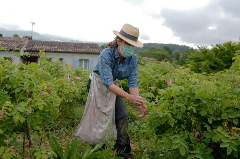 Se trata de la rosa 'Centifolia' cuyos cultivos en esta localidad francesa, son muy apreciados por grandes perfumistas por su calidad. Su recogida implica un proceso tan exhaustivo como delicado con el que se busca mantener las propiedades óptimas de las flores conservando así su intensa esencia. 