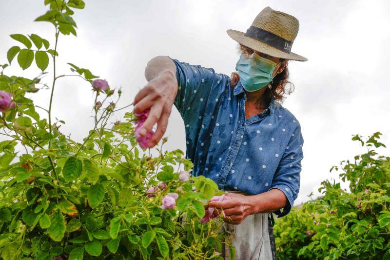 Se trata de la rosa 'Centifolia' cuyos cultivos en esta localidad francesa, son muy apreciados por grandes perfumistas por su calidad. Su recogida implica un proceso tan exhaustivo como delicado con el que se busca mantener las propiedades óptimas de las flores conservando así su intensa esencia. 