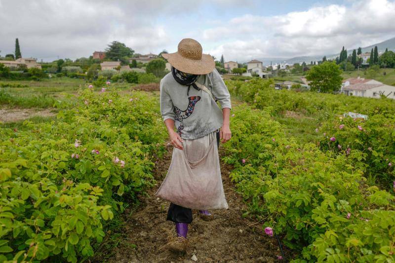 Se trata de la rosa 'Centifolia' cuyos cultivos en esta localidad francesa, son muy apreciados por grandes perfumistas por su calidad. Su recogida implica un proceso tan exhaustivo como delicado con el que se busca mantener las propiedades óptimas de las flores conservando así su intensa esencia. 