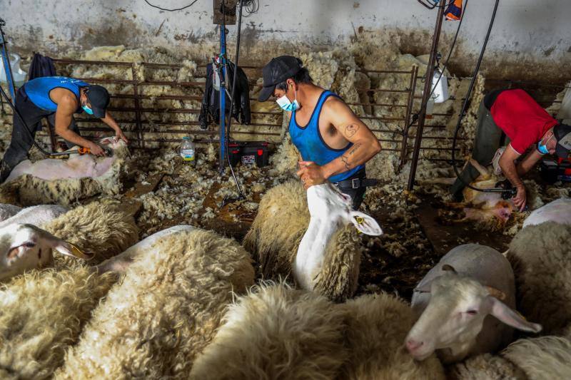 El miedo al coronavirus y las restricciones de viaje no han conseguido parar a Nicolás Olivera y otros 250 uruguayos que, contra todo pronóstico, parten este martes rumbo a España para esquilar a las miles de ovejas que les esperan para quitarse un «abrigo» que debería haber desaparecido en abril.