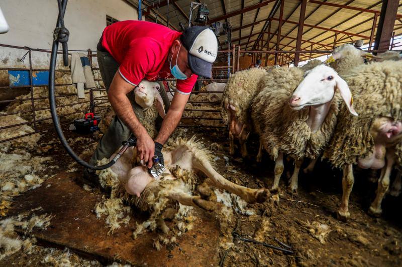 El miedo al coronavirus y las restricciones de viaje no han conseguido parar a Nicolás Olivera y otros 250 uruguayos que, contra todo pronóstico, parten este martes rumbo a España para esquilar a las miles de ovejas que les esperan para quitarse un «abrigo» que debería haber desaparecido en abril.