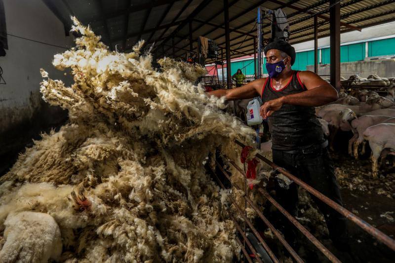 El miedo al coronavirus y las restricciones de viaje no han conseguido parar a Nicolás Olivera y otros 250 uruguayos que, contra todo pronóstico, parten este martes rumbo a España para esquilar a las miles de ovejas que les esperan para quitarse un «abrigo» que debería haber desaparecido en abril.