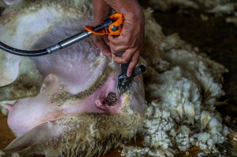 El miedo al coronavirus y las restricciones de viaje no han conseguido parar a Nicolás Olivera y otros 250 uruguayos que, contra todo pronóstico, parten este martes rumbo a España para esquilar a las miles de ovejas que les esperan para quitarse un «abrigo» que debería haber desaparecido en abril.