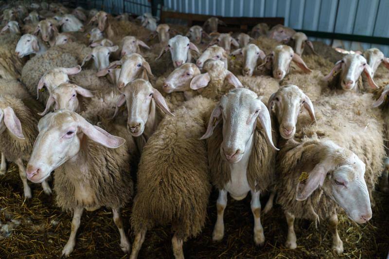 La pandemia del coronavirus no ha conseguido frenar a los 258 esquiladores de ovejas uruguayos que llegaron a España en avión esta semana. Los esquiladores tuvieron que someterse a varios chequeos en Uruguay y antes de comenzar a trabajar en España, donde permanecerán hasta el 20 de julio. En las imágenes, varios uruguayos esquilan las ovejas de una granja de Villabraz, en la provincia de León. 