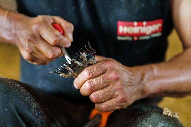 La pandemia del coronavirus no ha conseguido frenar a los 258 esquiladores de ovejas uruguayos que llegaron a España en avión esta semana. Los esquiladores tuvieron que someterse a varios chequeos en Uruguay y antes de comenzar a trabajar en España, donde permanecerán hasta el 20 de julio. En las imágenes, varios uruguayos esquilan las ovejas de una granja de Villabraz, en la provincia de León. 