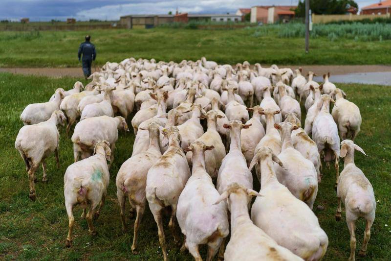 La pandemia del coronavirus no ha conseguido frenar a los 258 esquiladores de ovejas uruguayos que llegaron a España en avión esta semana. Los esquiladores tuvieron que someterse a varios chequeos en Uruguay y antes de comenzar a trabajar en España, donde permanecerán hasta el 20 de julio. En las imágenes, varios uruguayos esquilan las ovejas de una granja de Villabraz, en la provincia de León. 